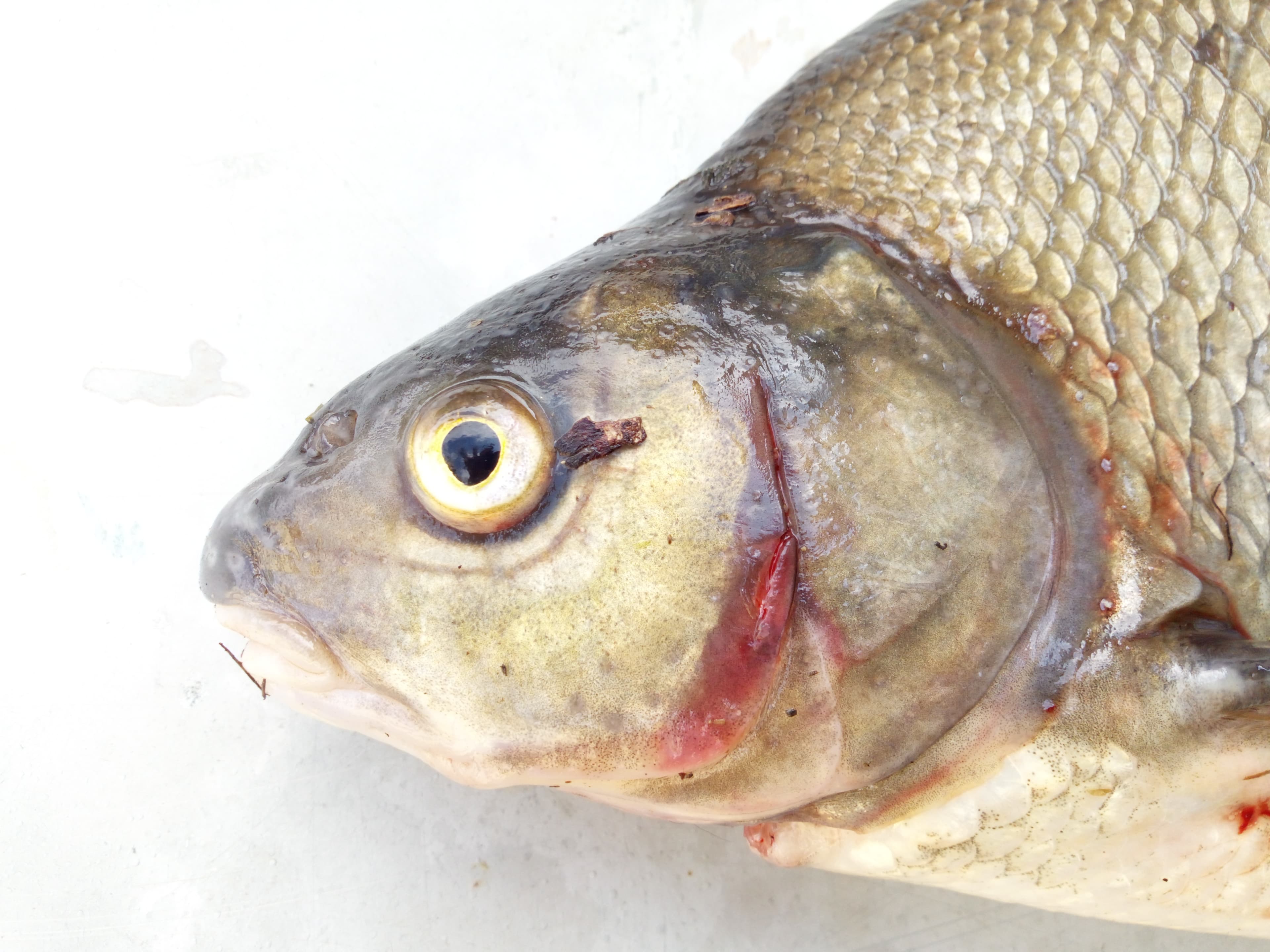 Common Bream
