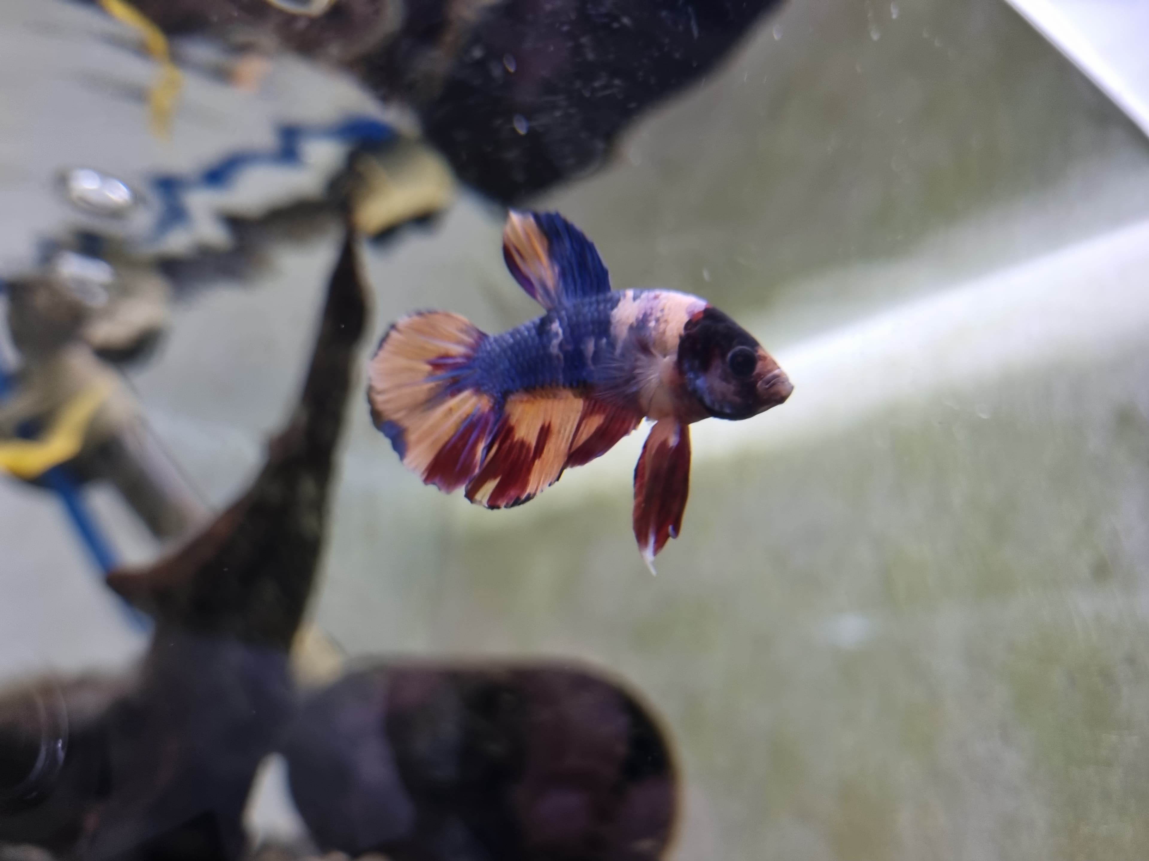Betta Fish