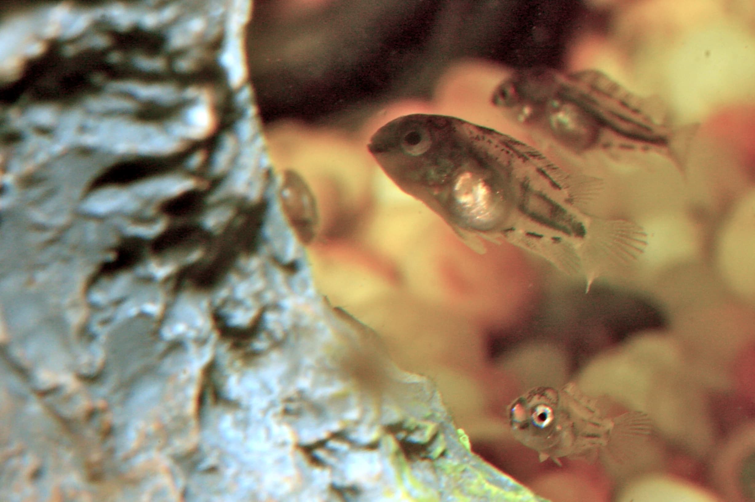 Convict Cichlid