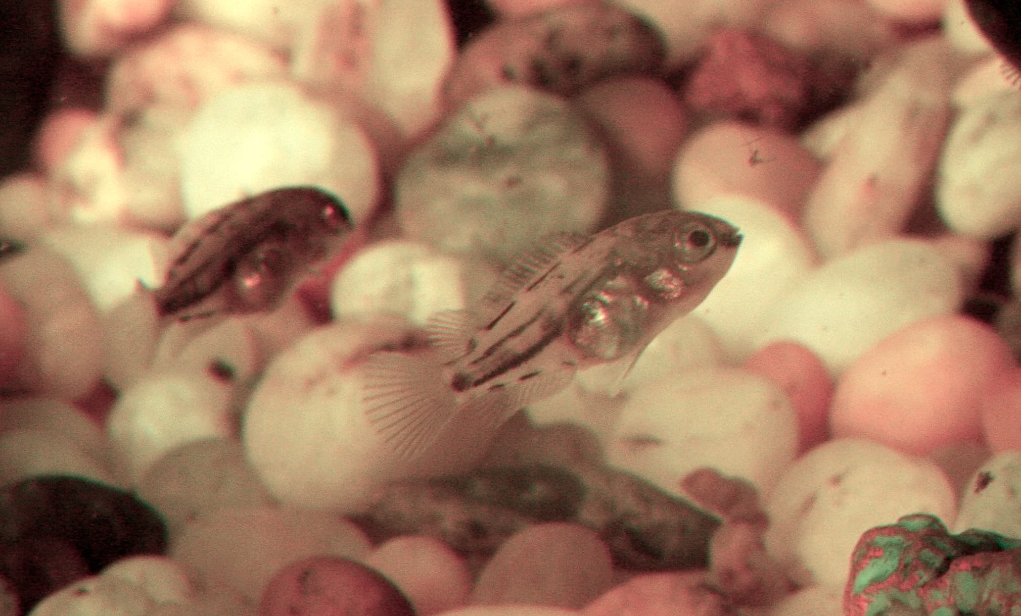 Convict Cichlid