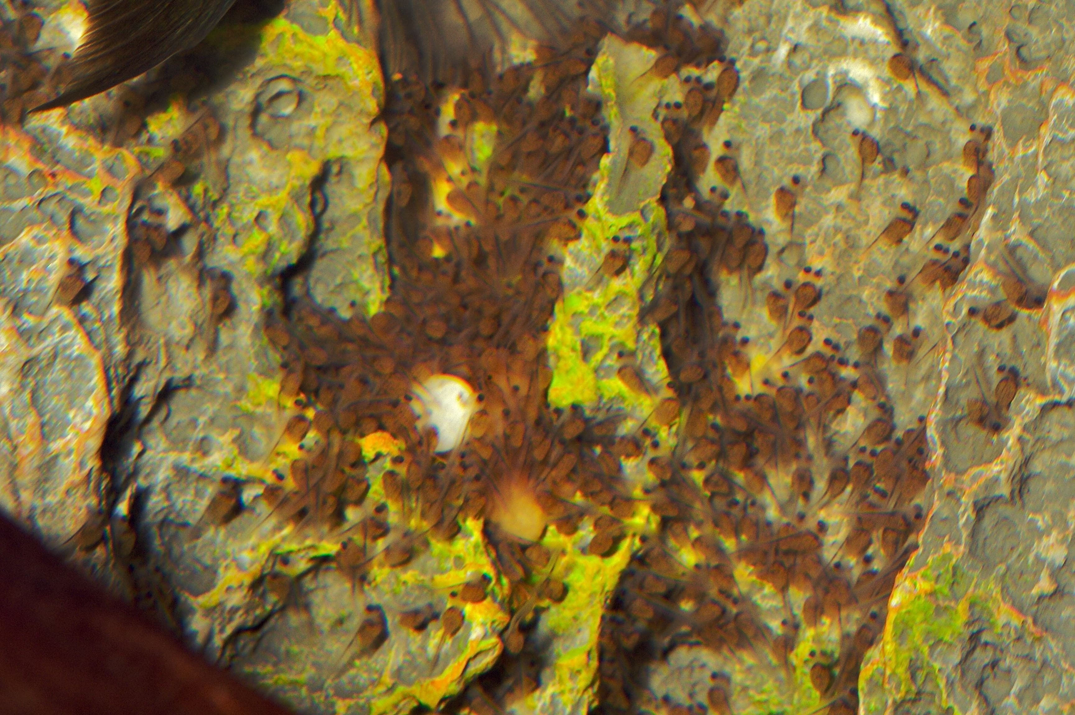 Convict Cichlid