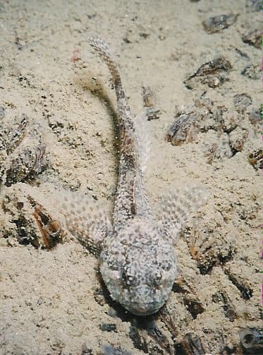 Sculpin