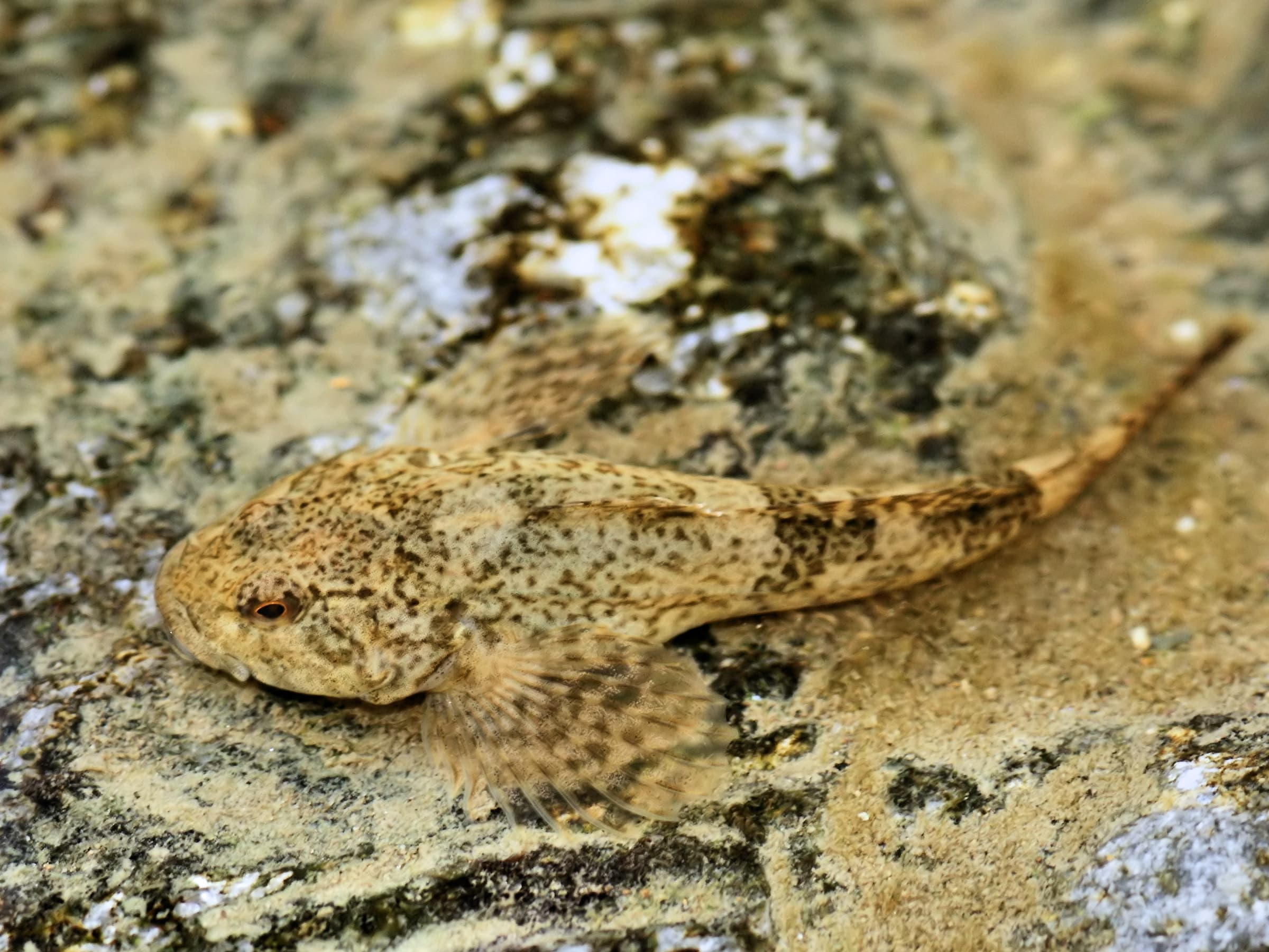 European Bullhead