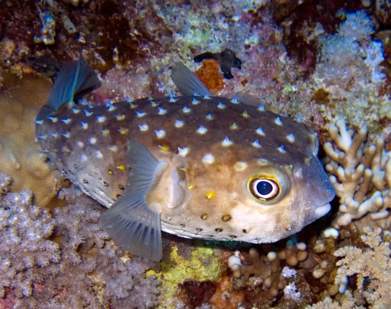 Porcupinefish