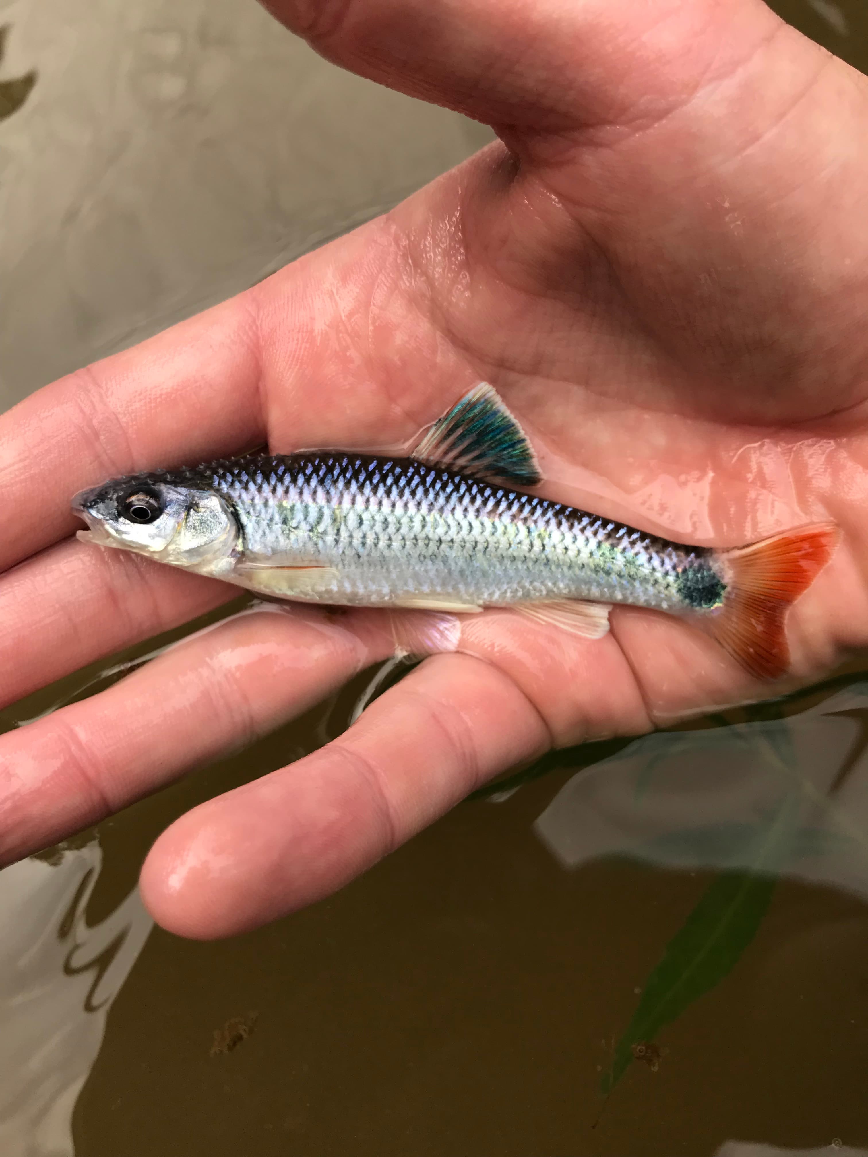 Alabama Shiner