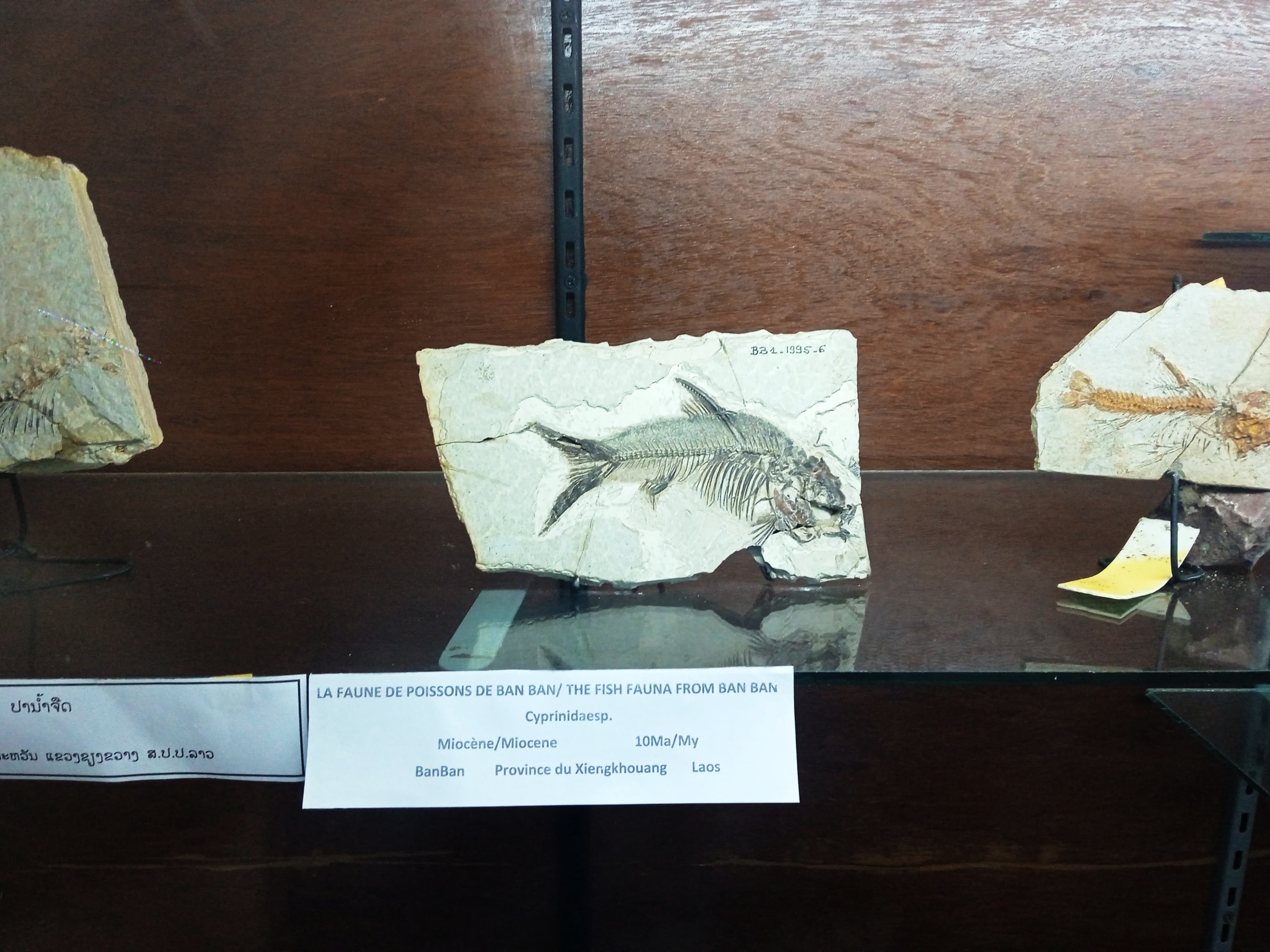 Fossil Cyprinid