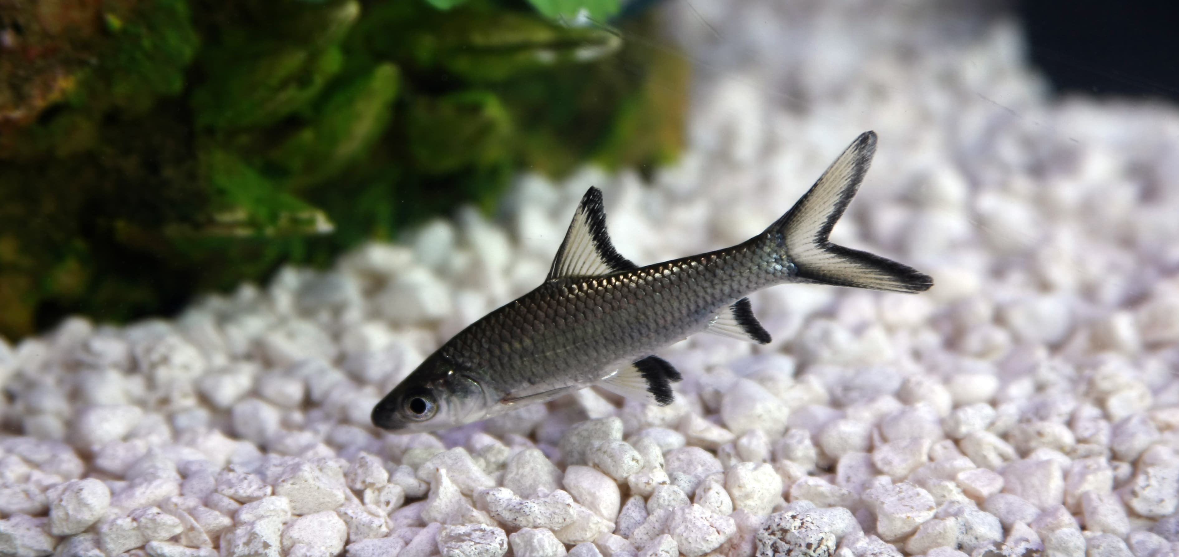 Bala Shark