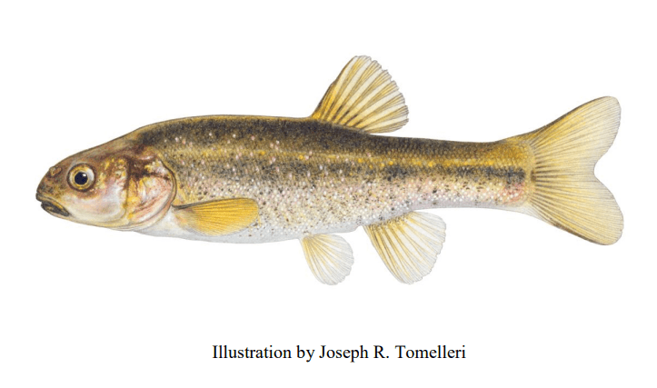 Desert Dace
