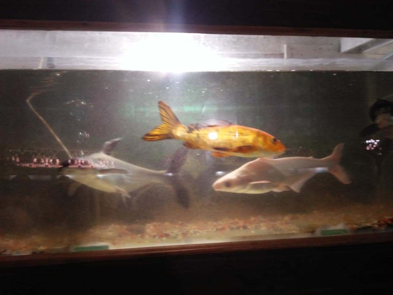 Iridescent Shark