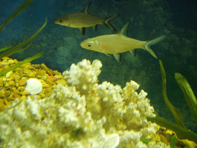Bala Shark