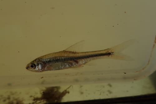 Toppin's Barb