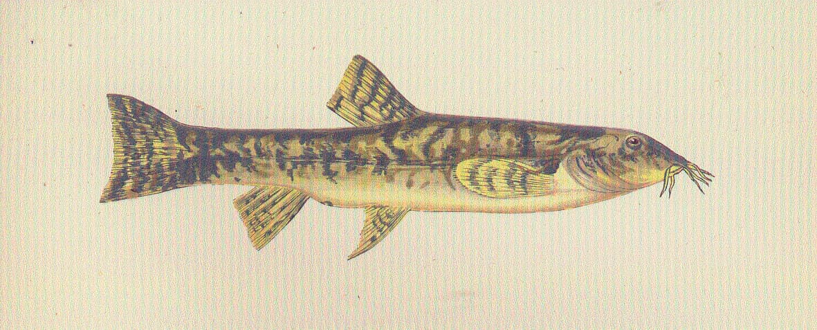 Stone Loach