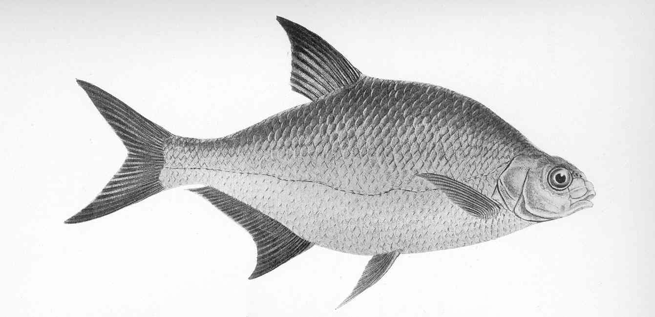 Sea Bream