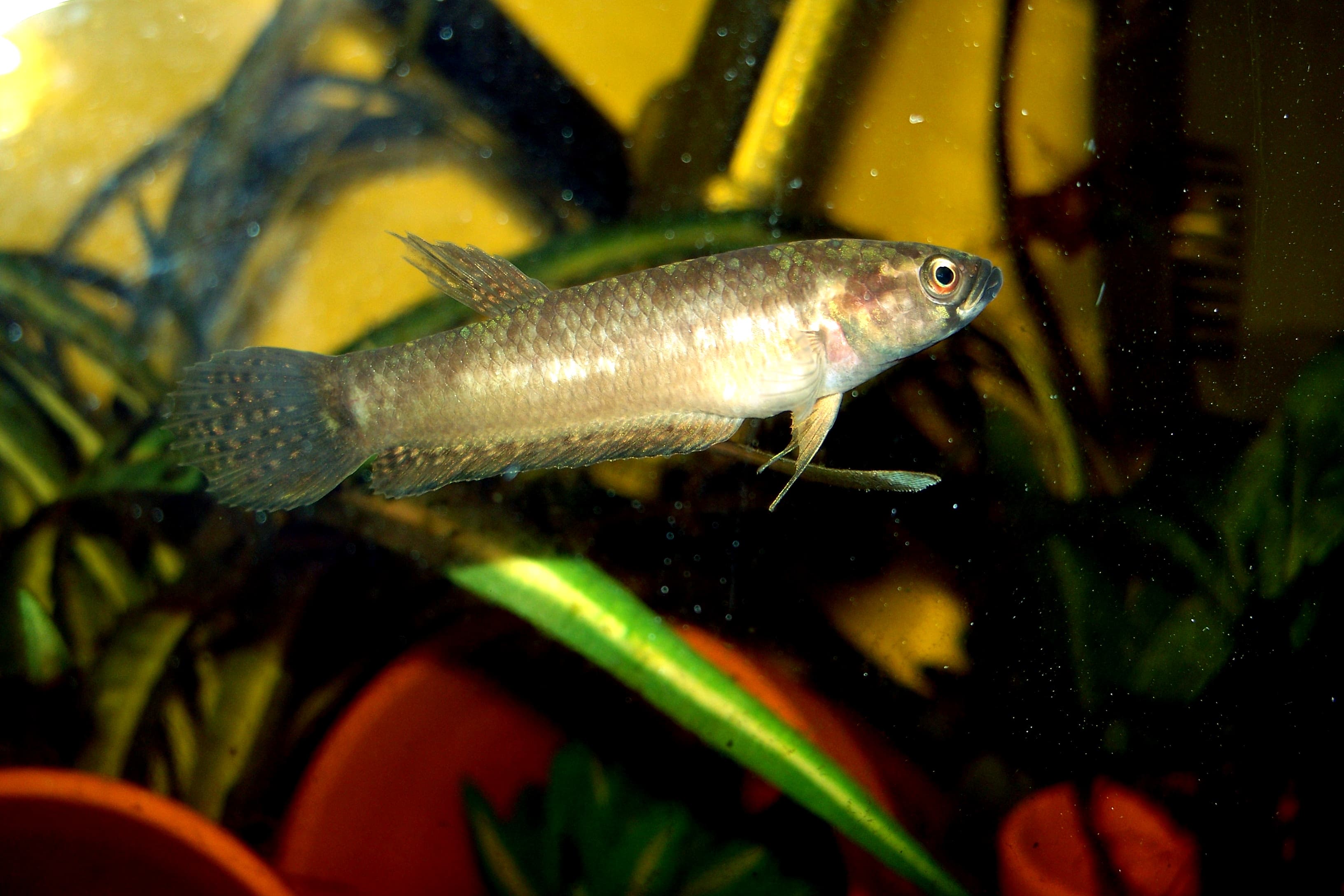 Pallifina Betta