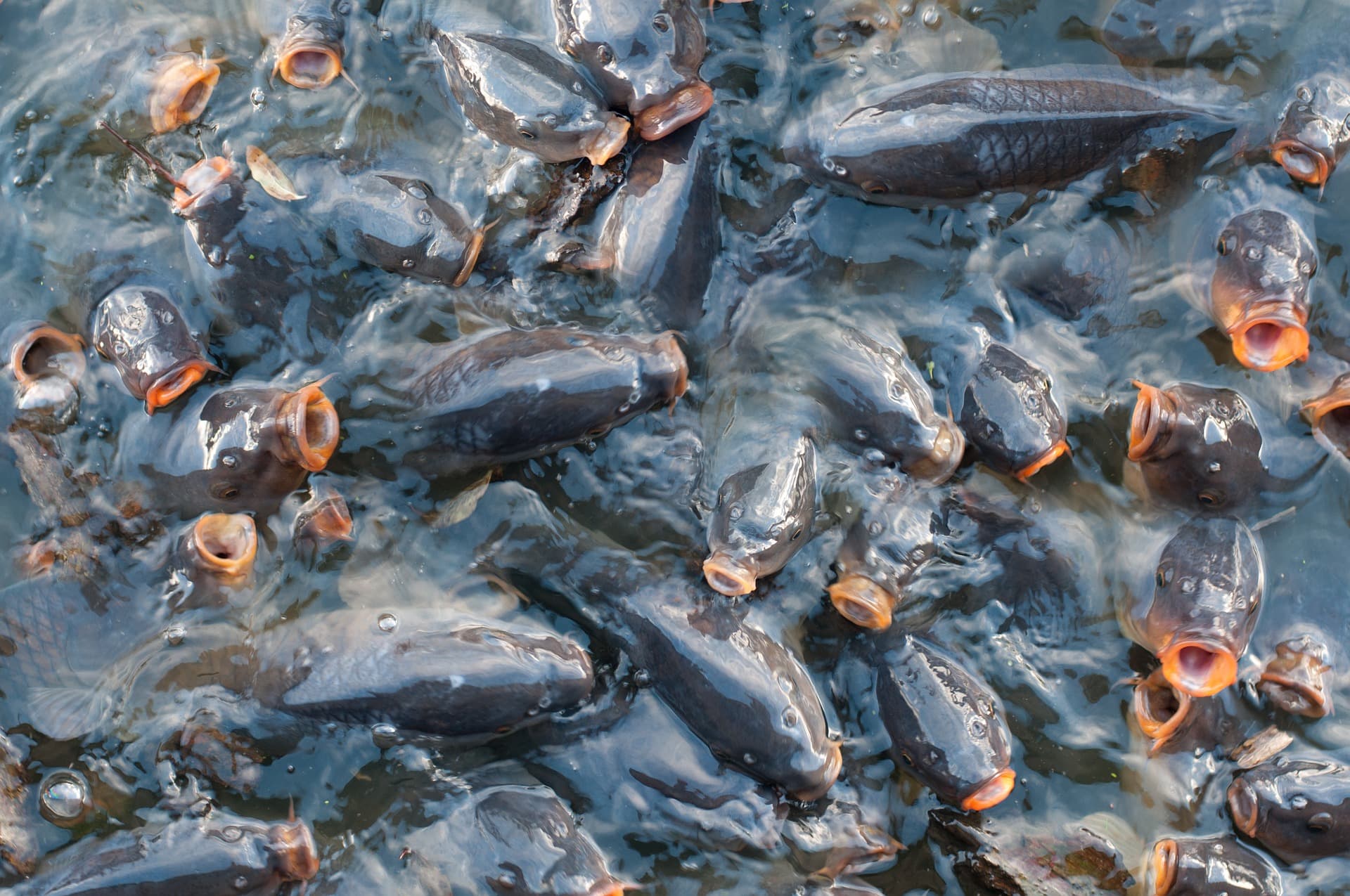Common Carp