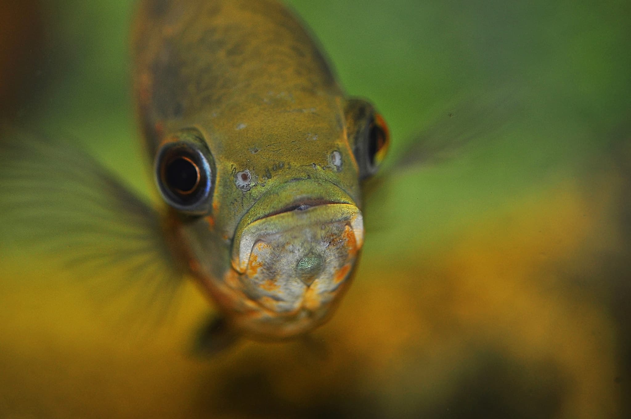 Oscar Cichlid