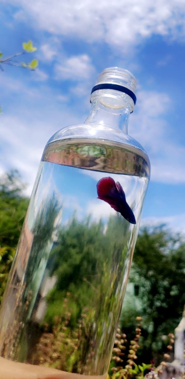 Betta Fish