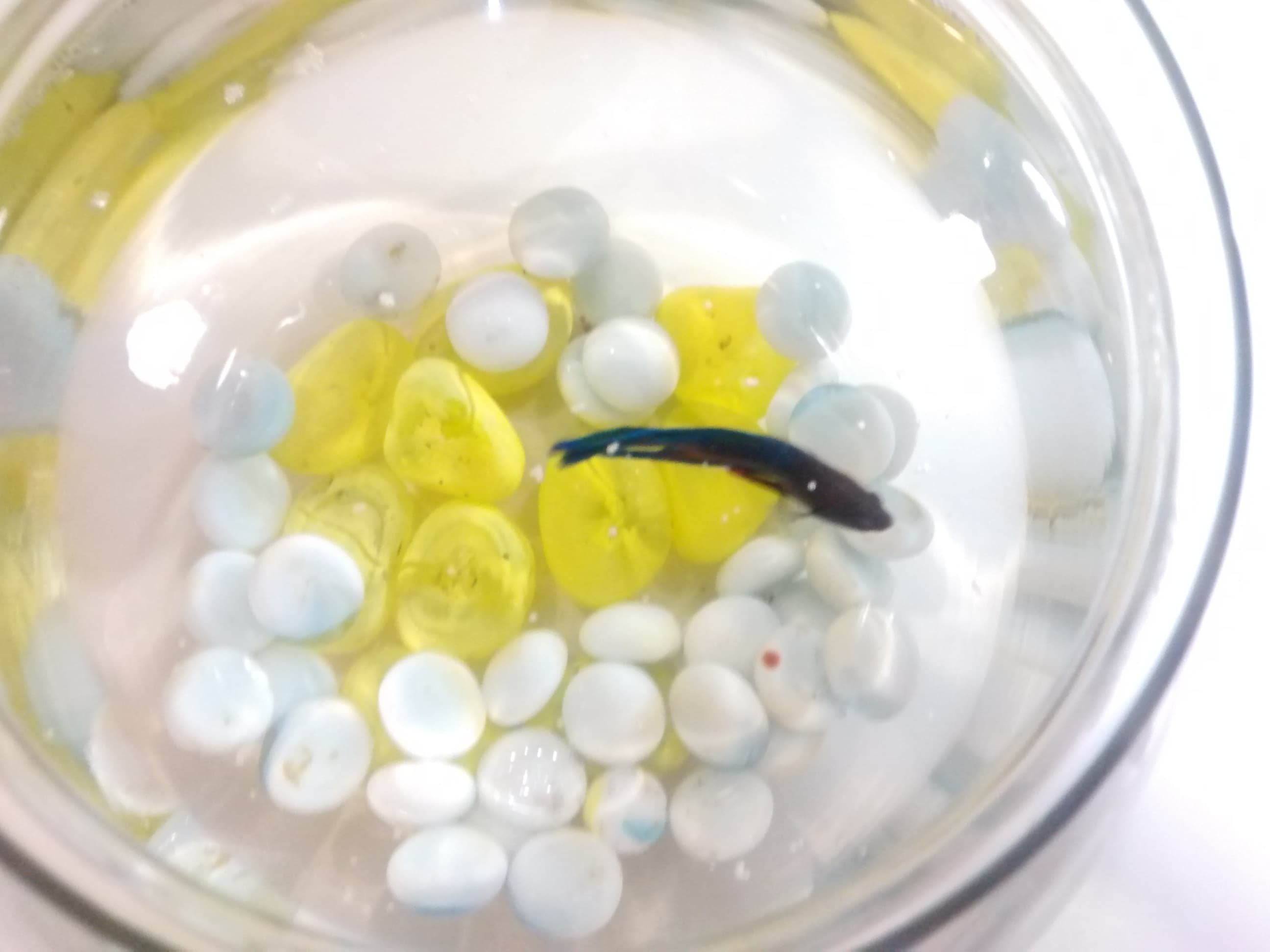 Betta Fish