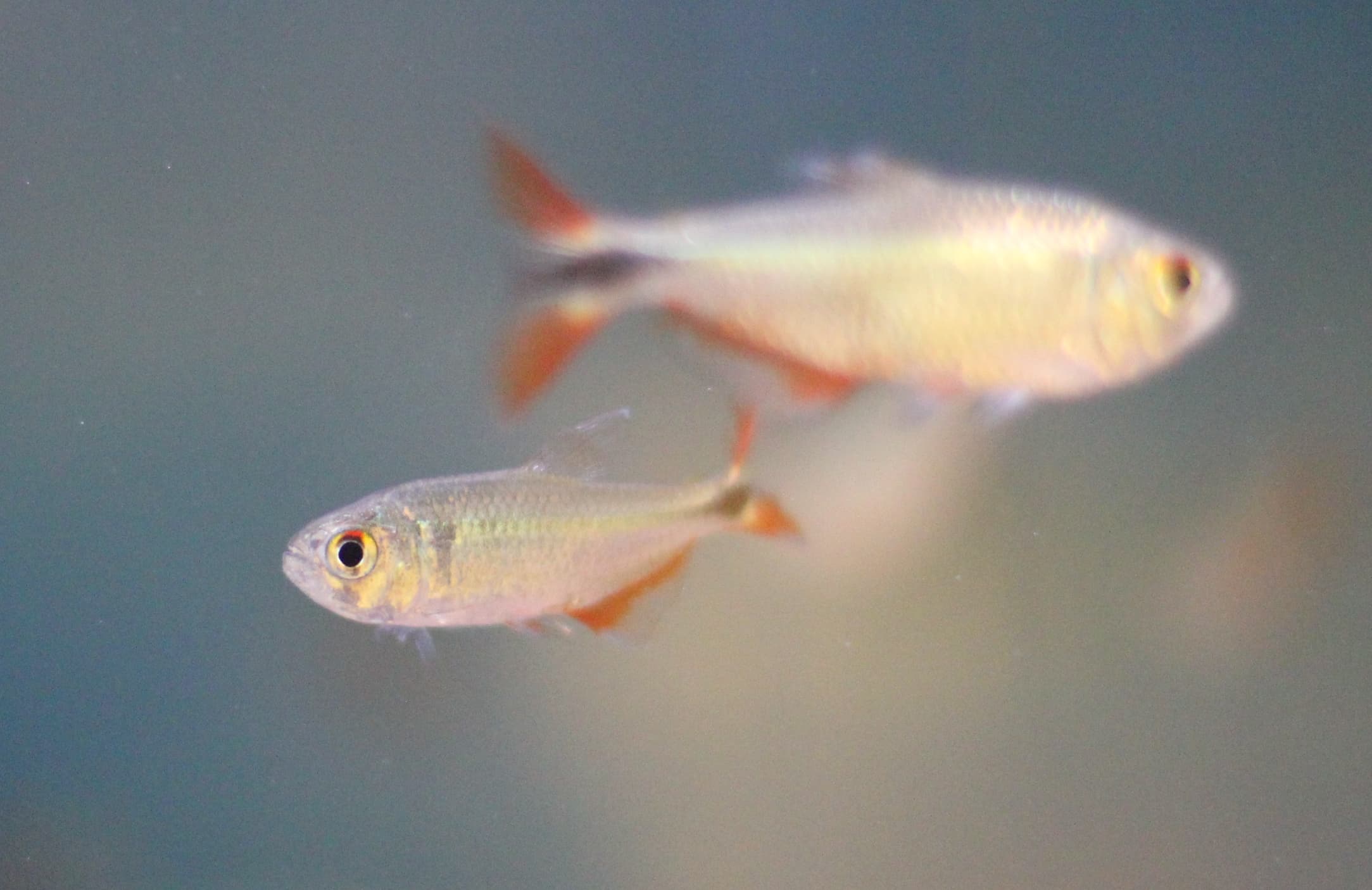 Flag Tetra
