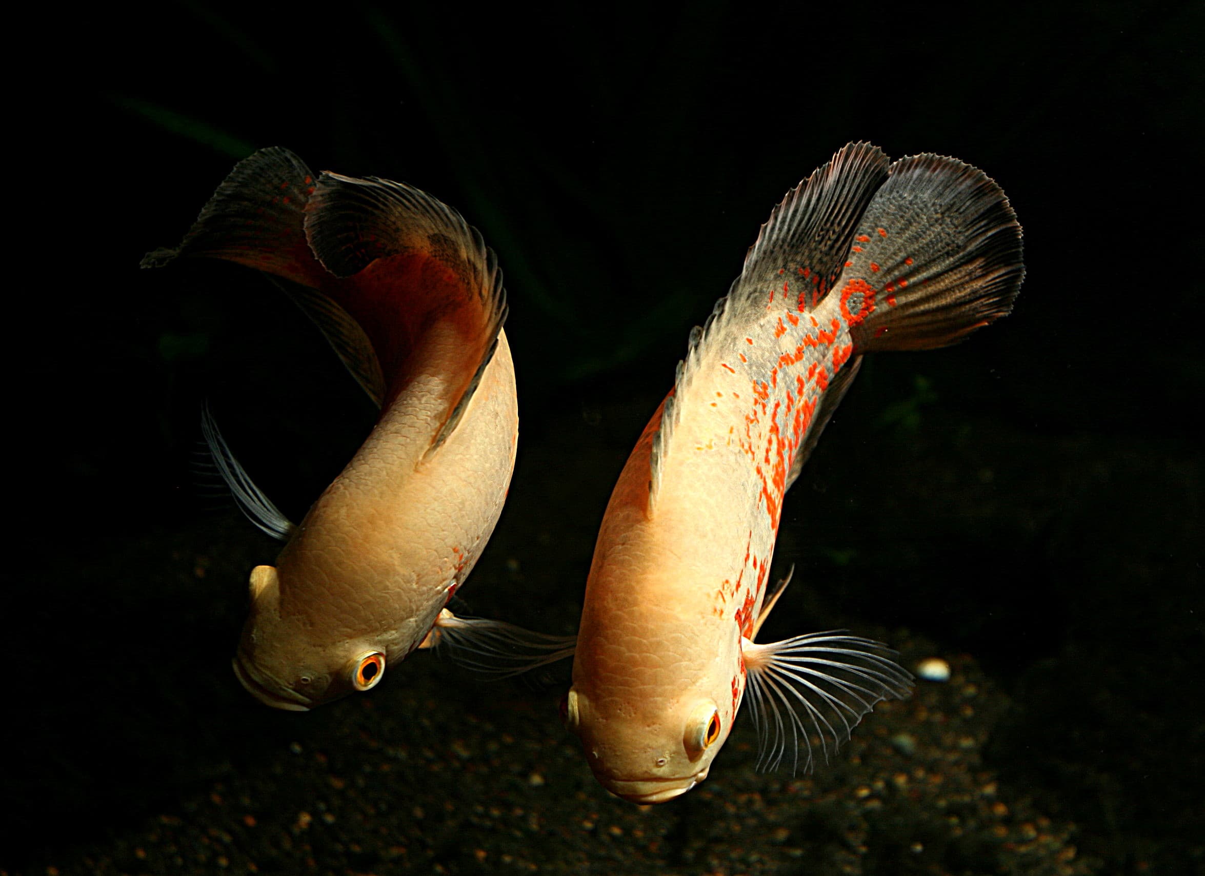 Oscar Cichlid
