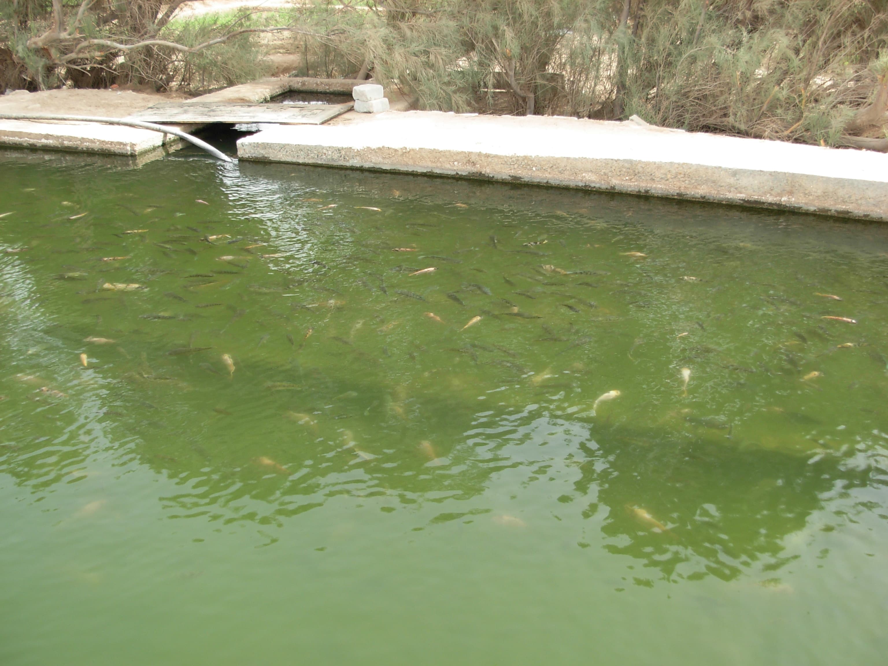 Common Carp