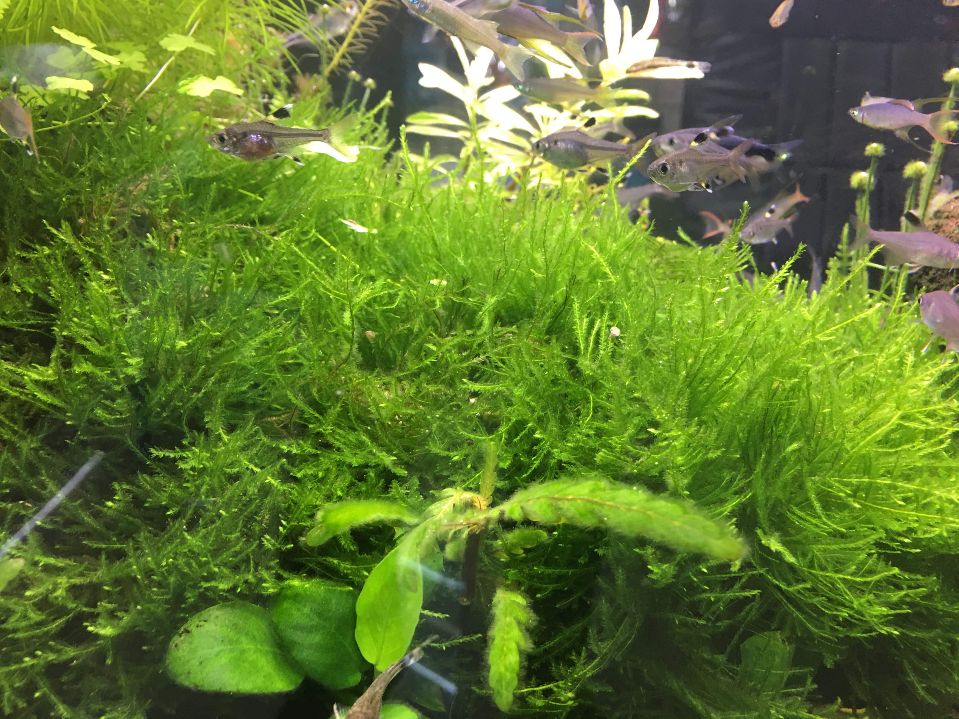 Endler's Livebearer