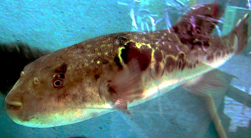 Japanese Pufferfish