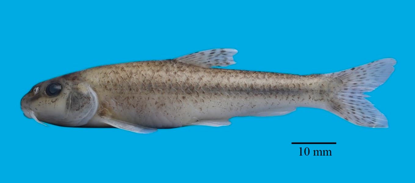 Black Gudgeon