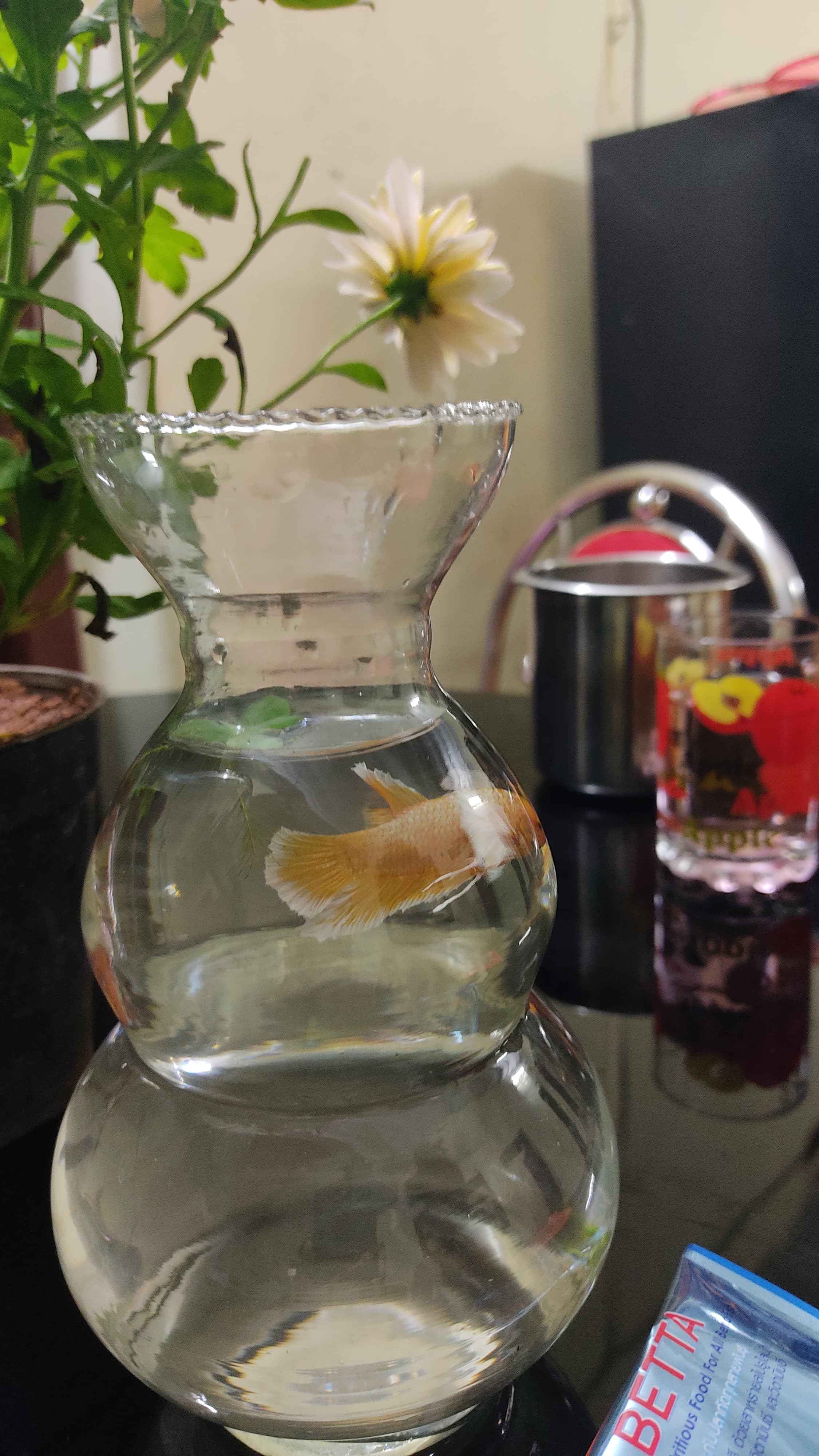 Betta Fish