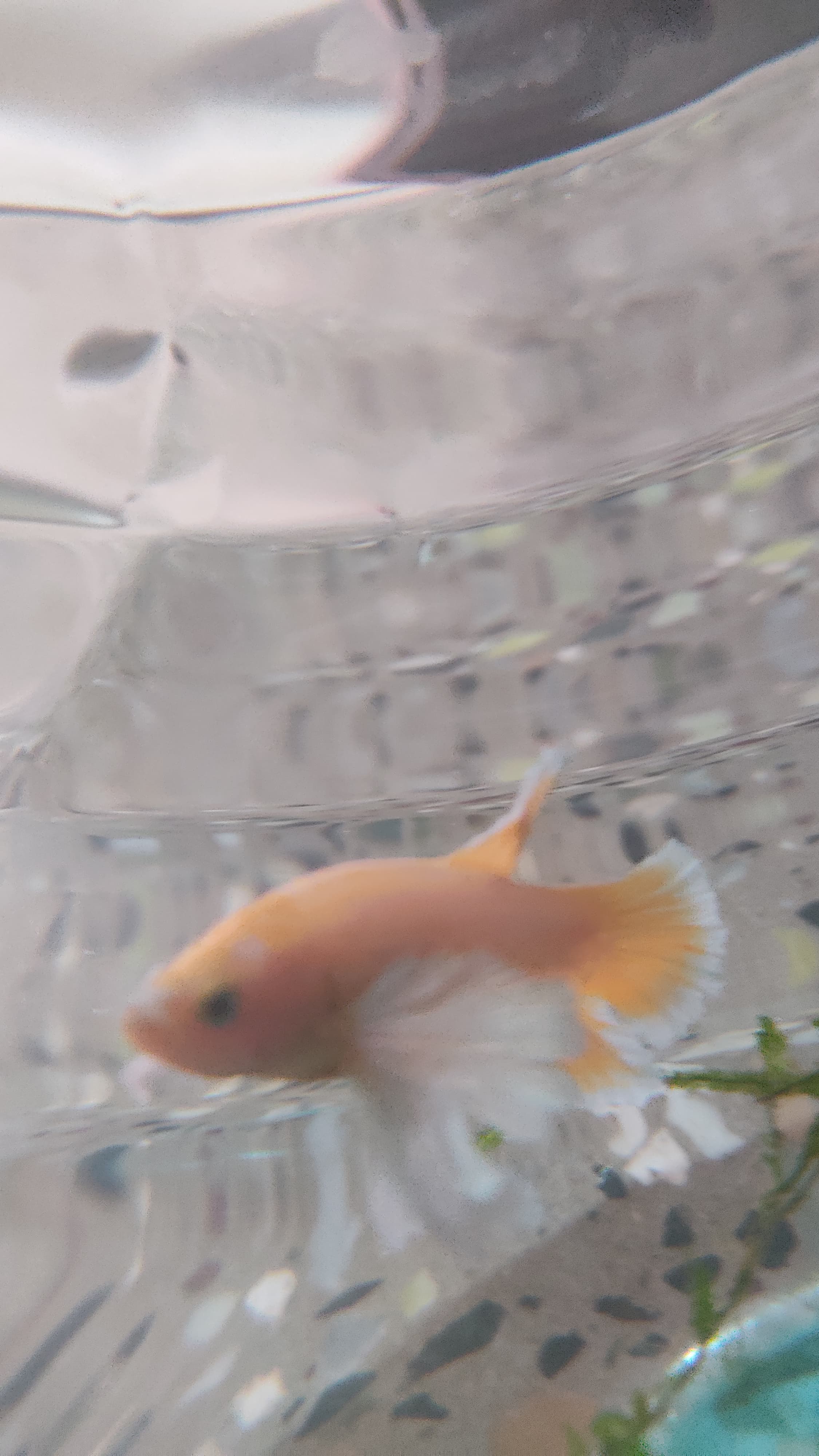 Betta Fish
