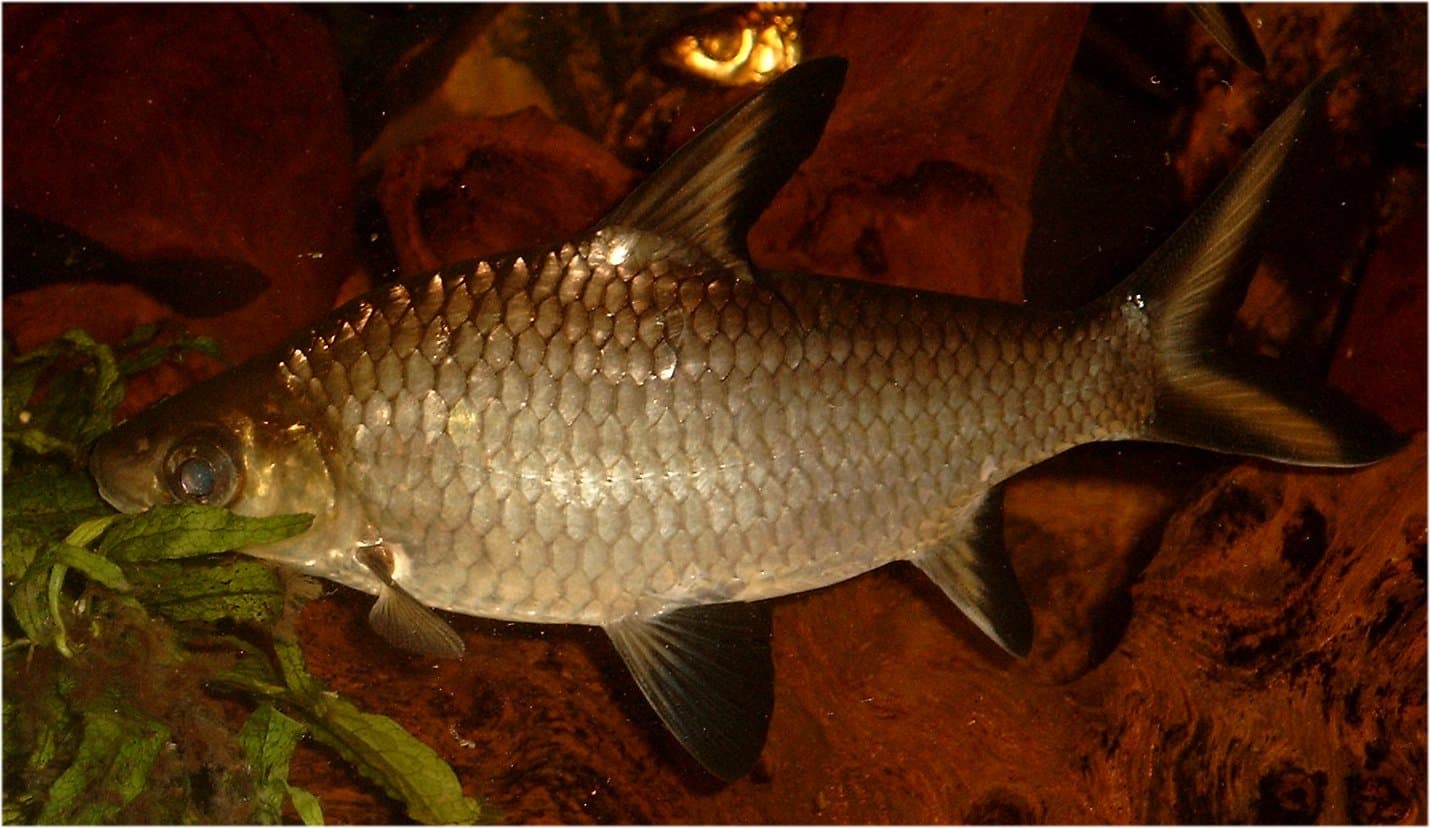 Bala Shark