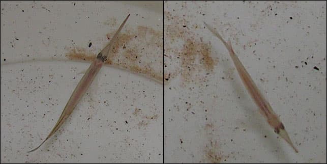 Dwarf Halfbeak