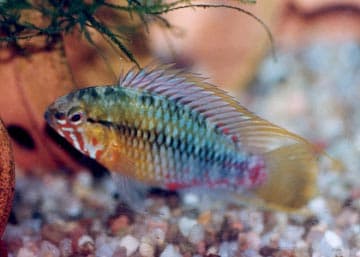 Umbrella Cichlid