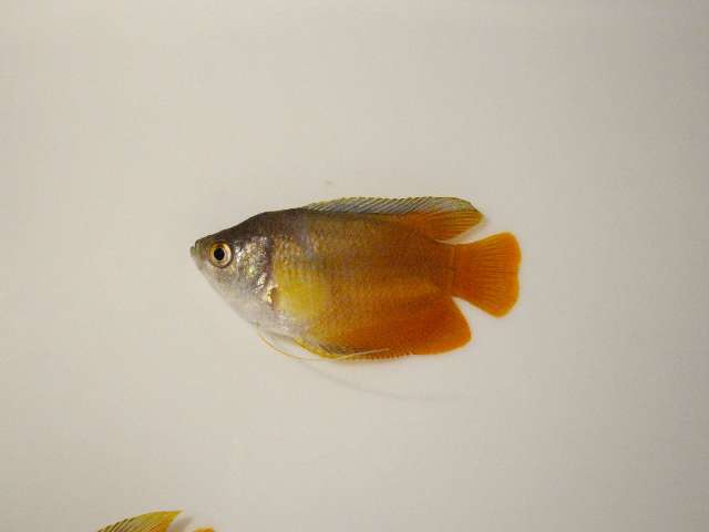 Dwarf Gourami