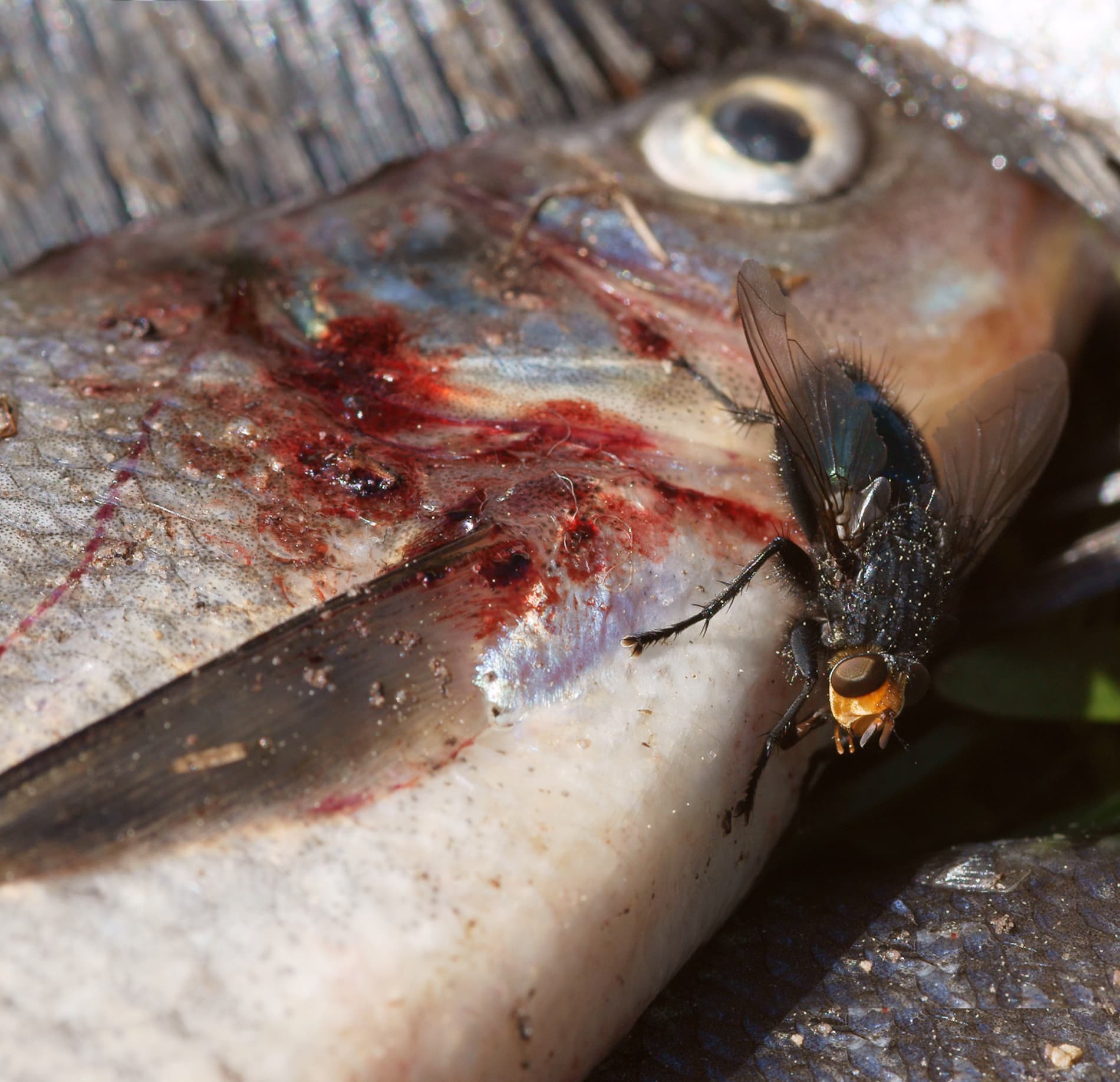 Common Bream