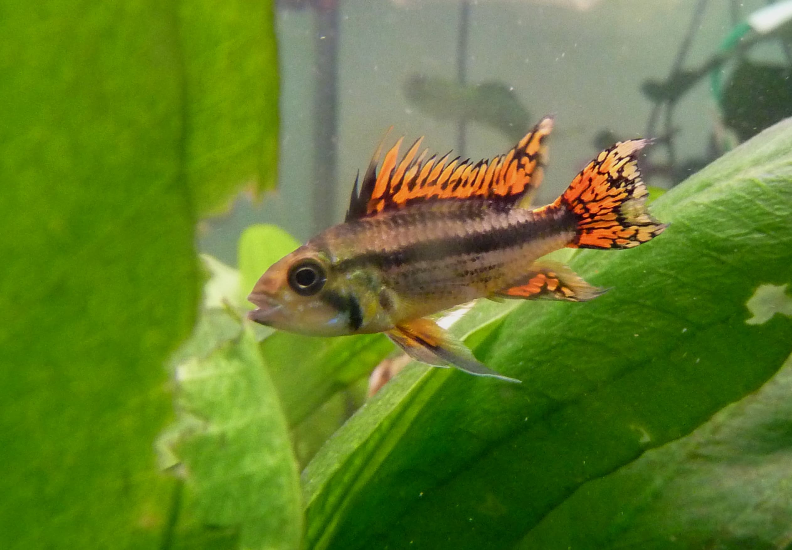 Cockatoo Dwarf Cichlid