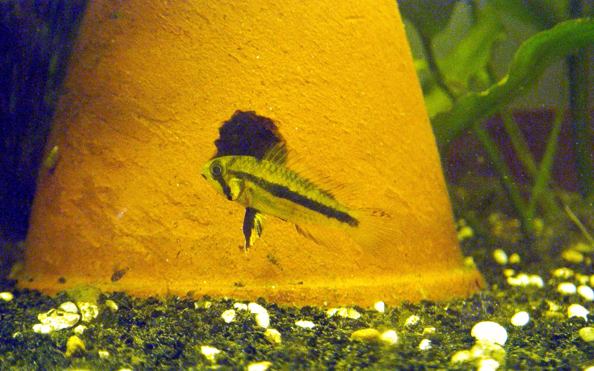 Cockatoo Dwarf Cichlid