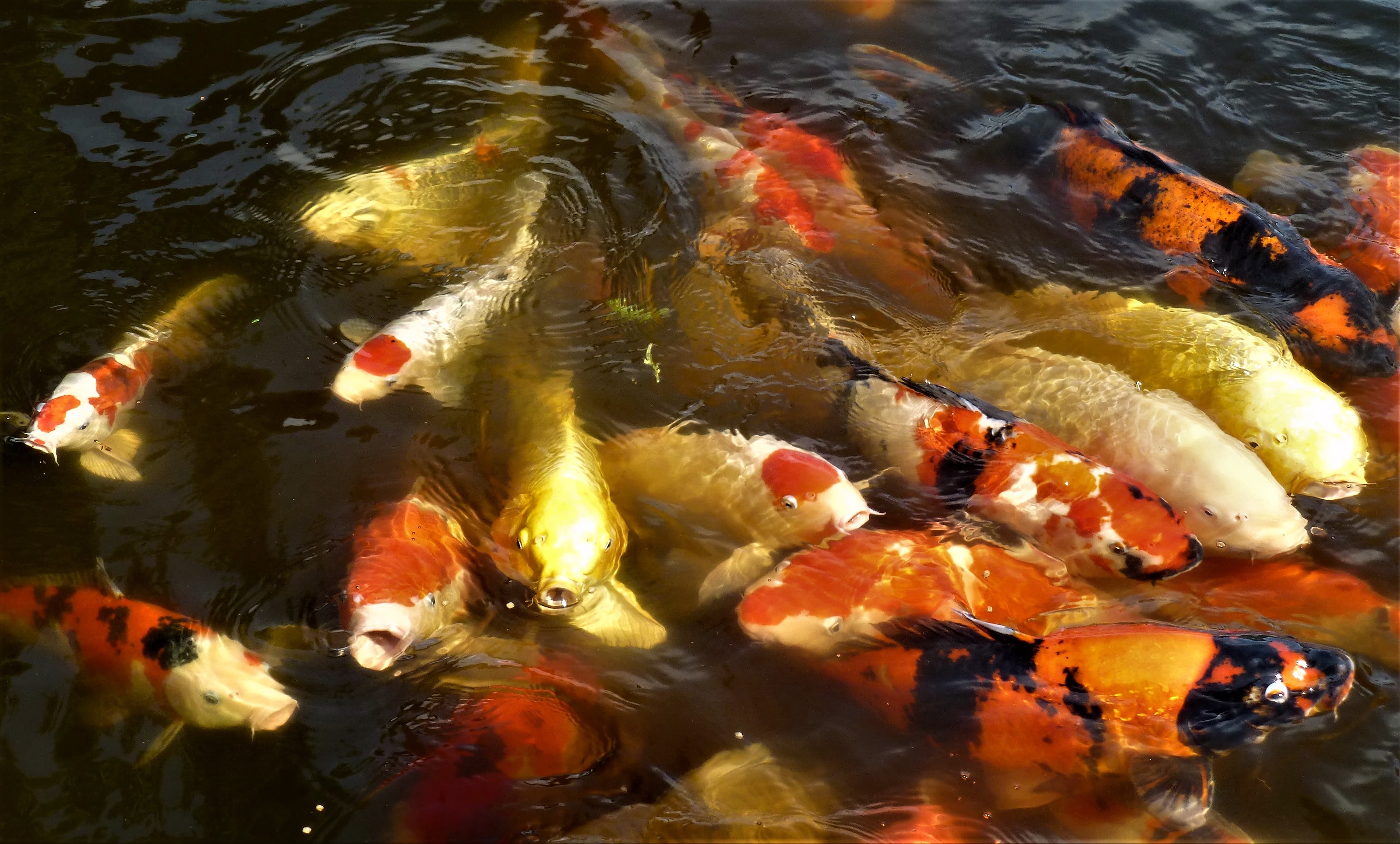 Koi