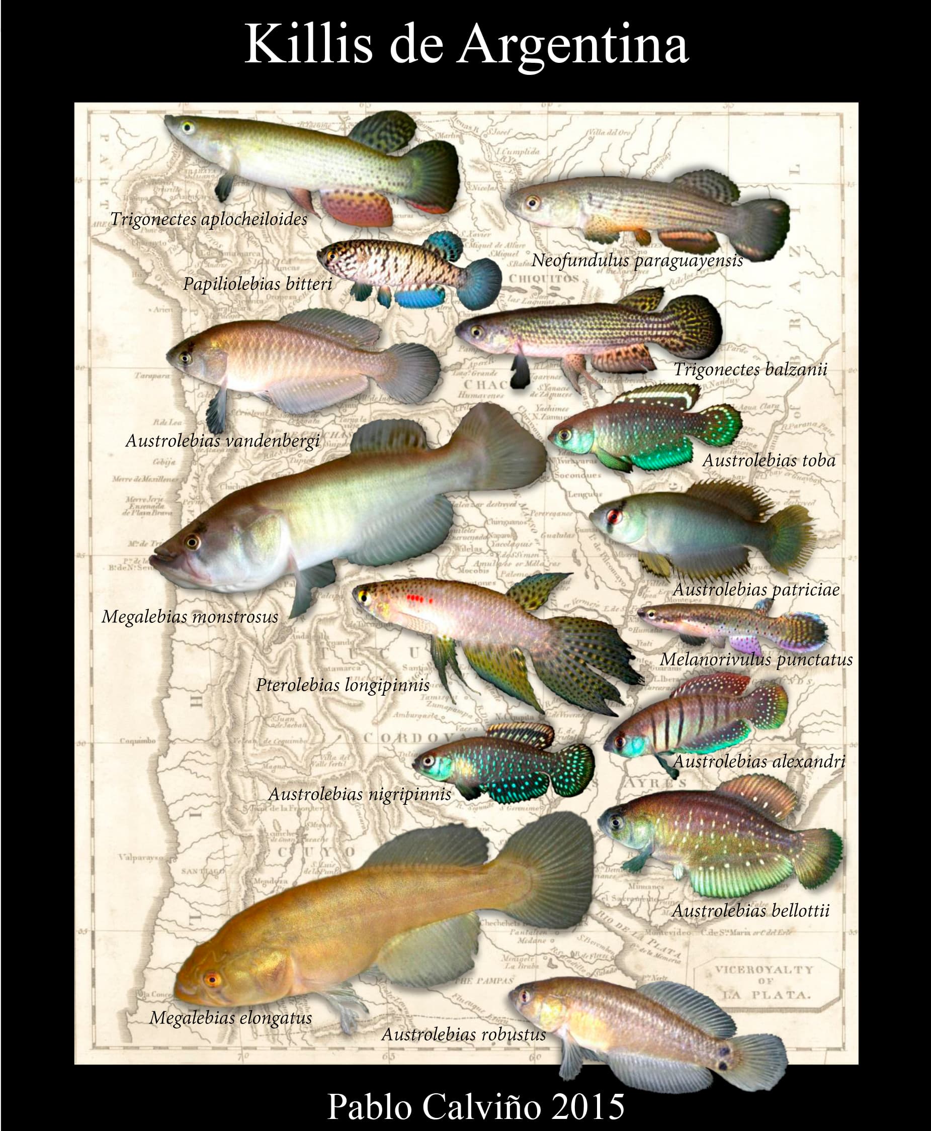 Blackfin Pearl Killifish