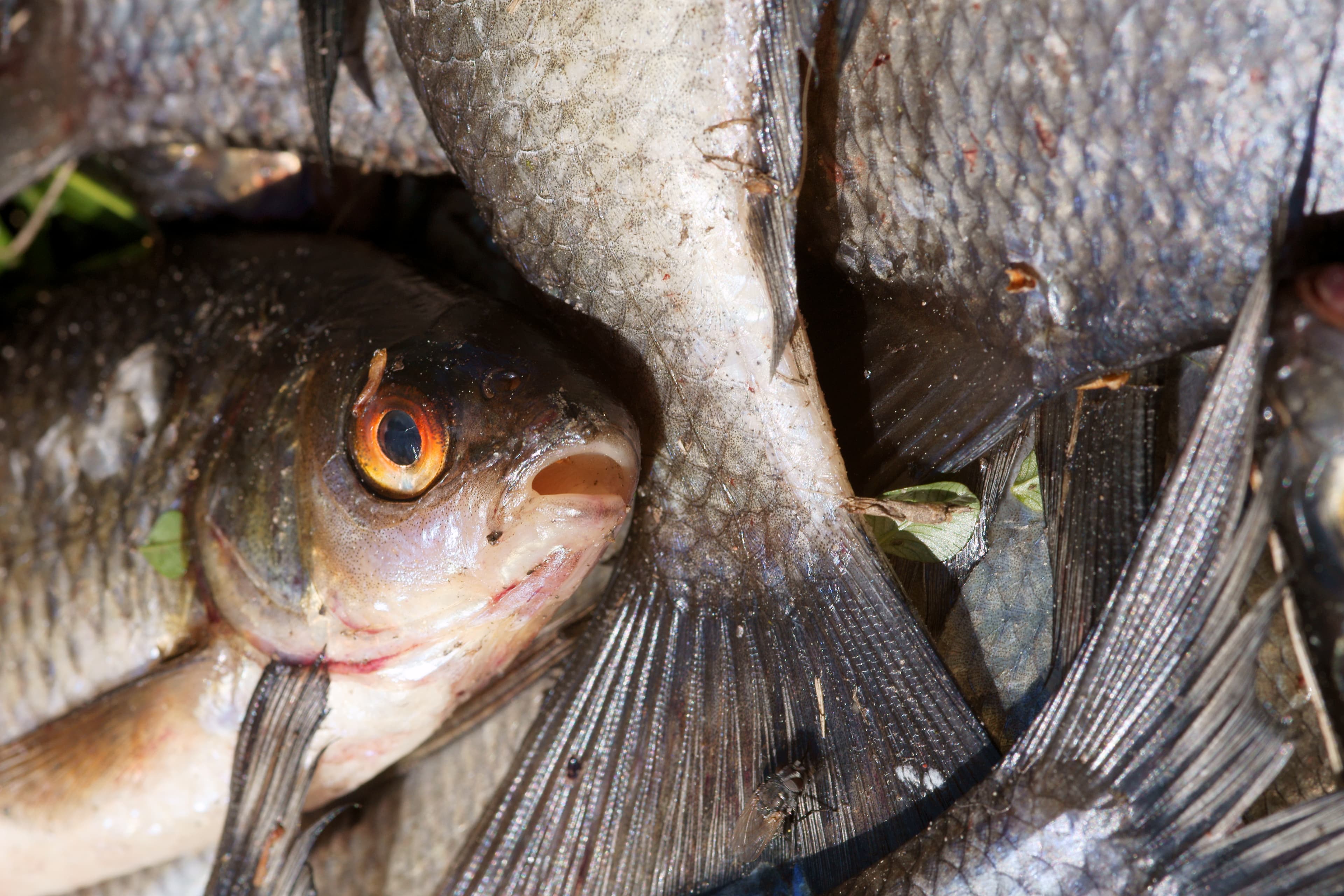 Common Bream