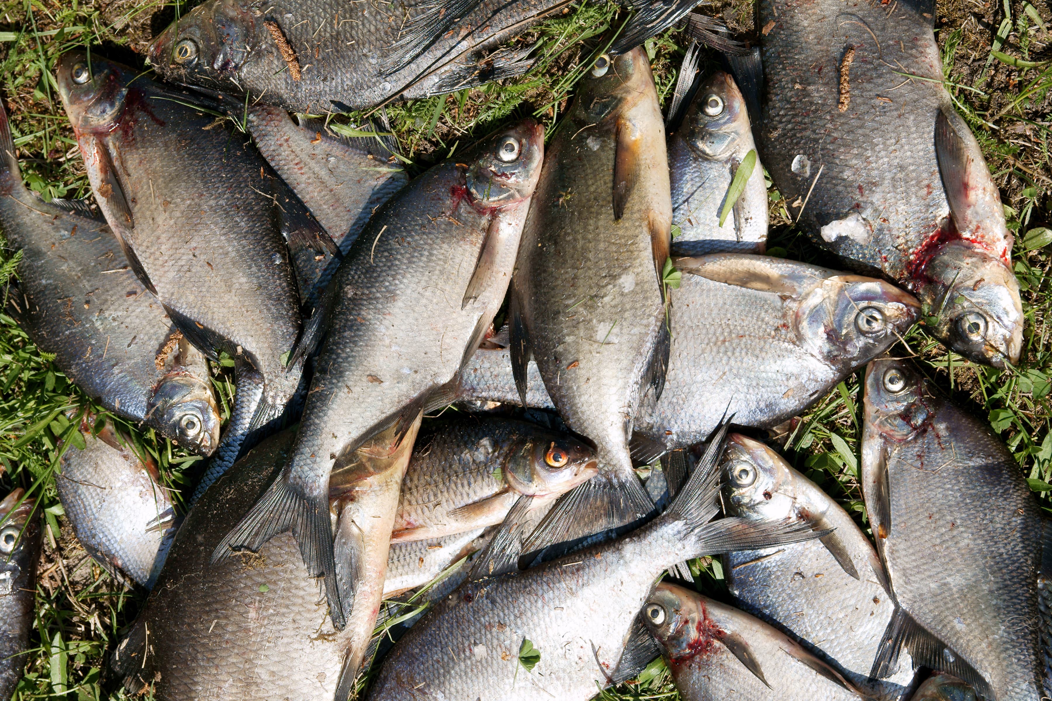 Common Bream