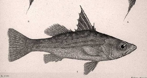 Tanganyika Lates