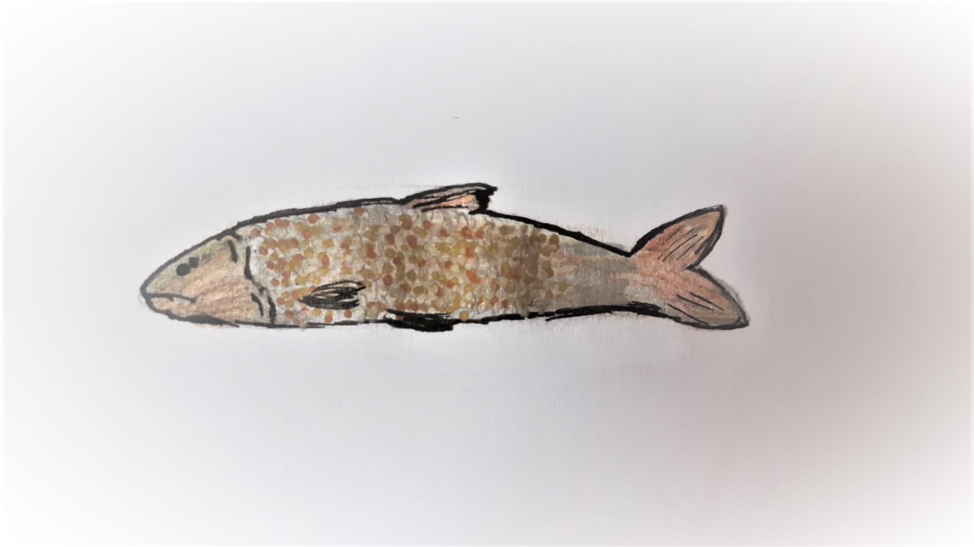 Common Loach