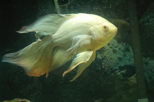 Long Finned Oscar