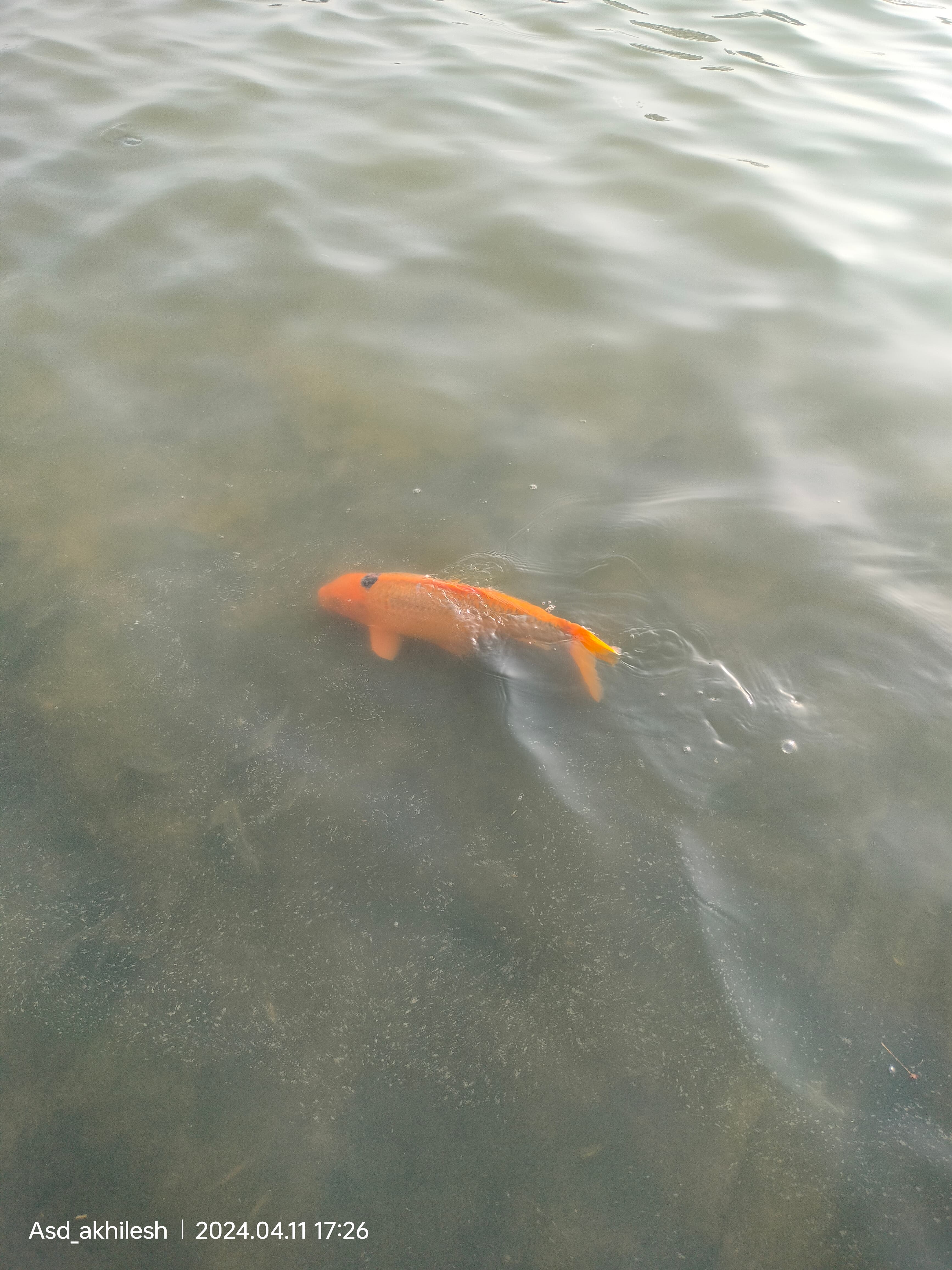 Koi