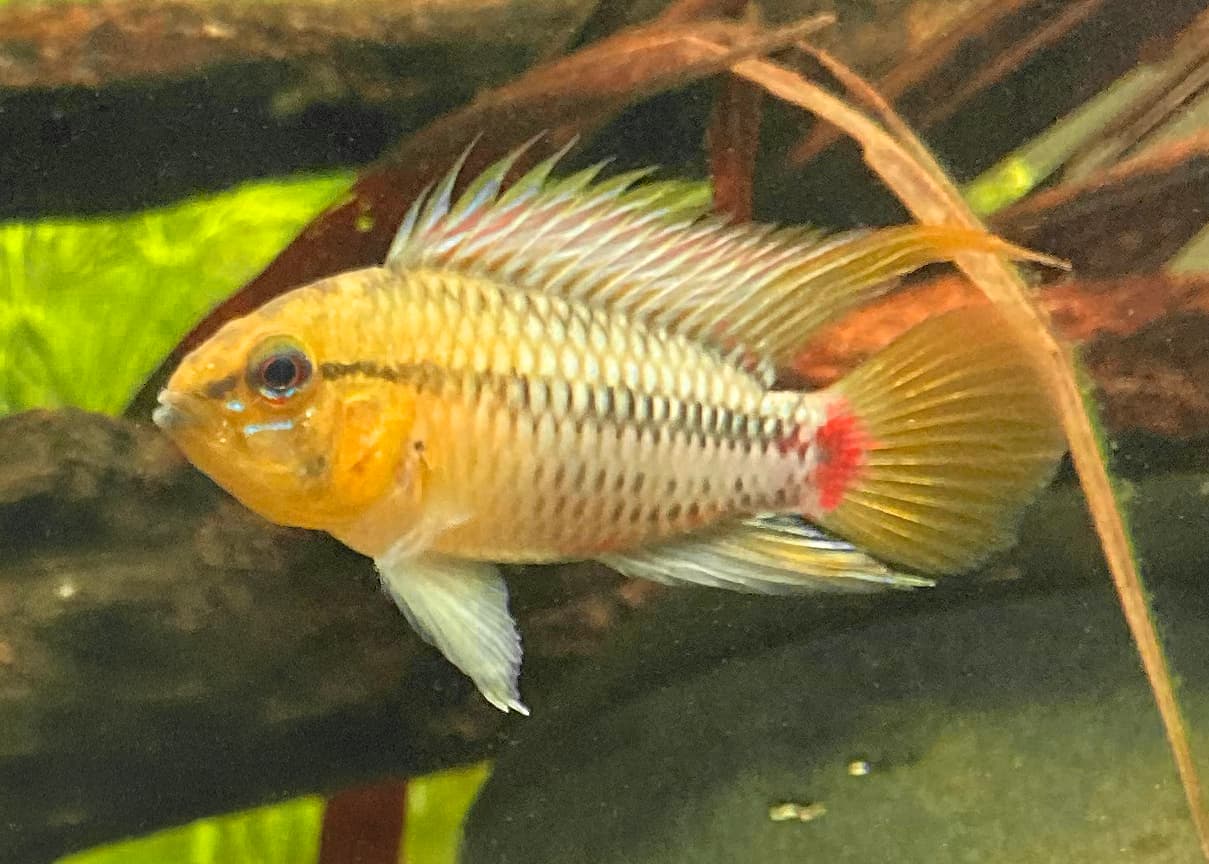 Hongslo's Dwarf Cichlid