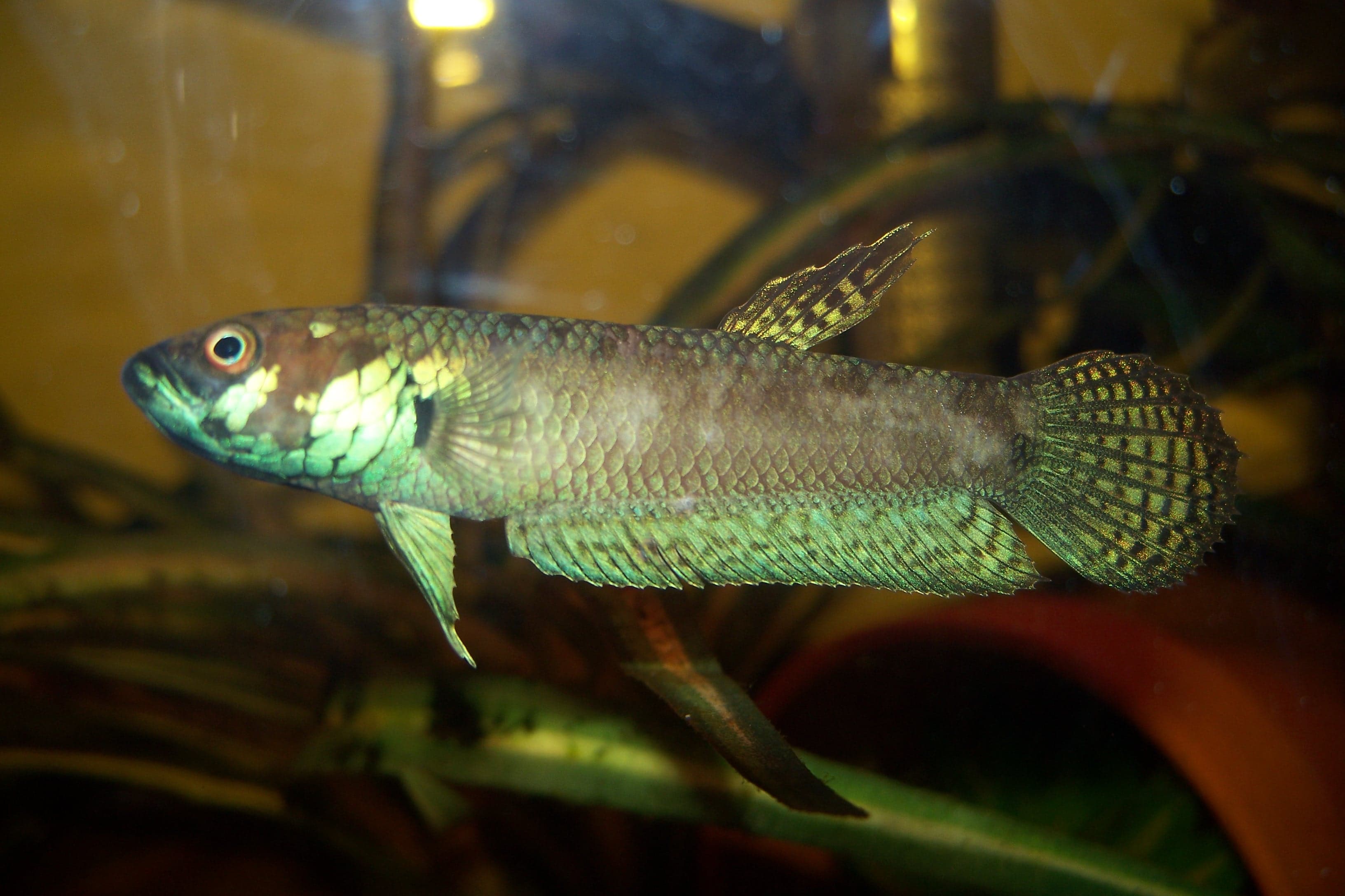 Pallifina Betta