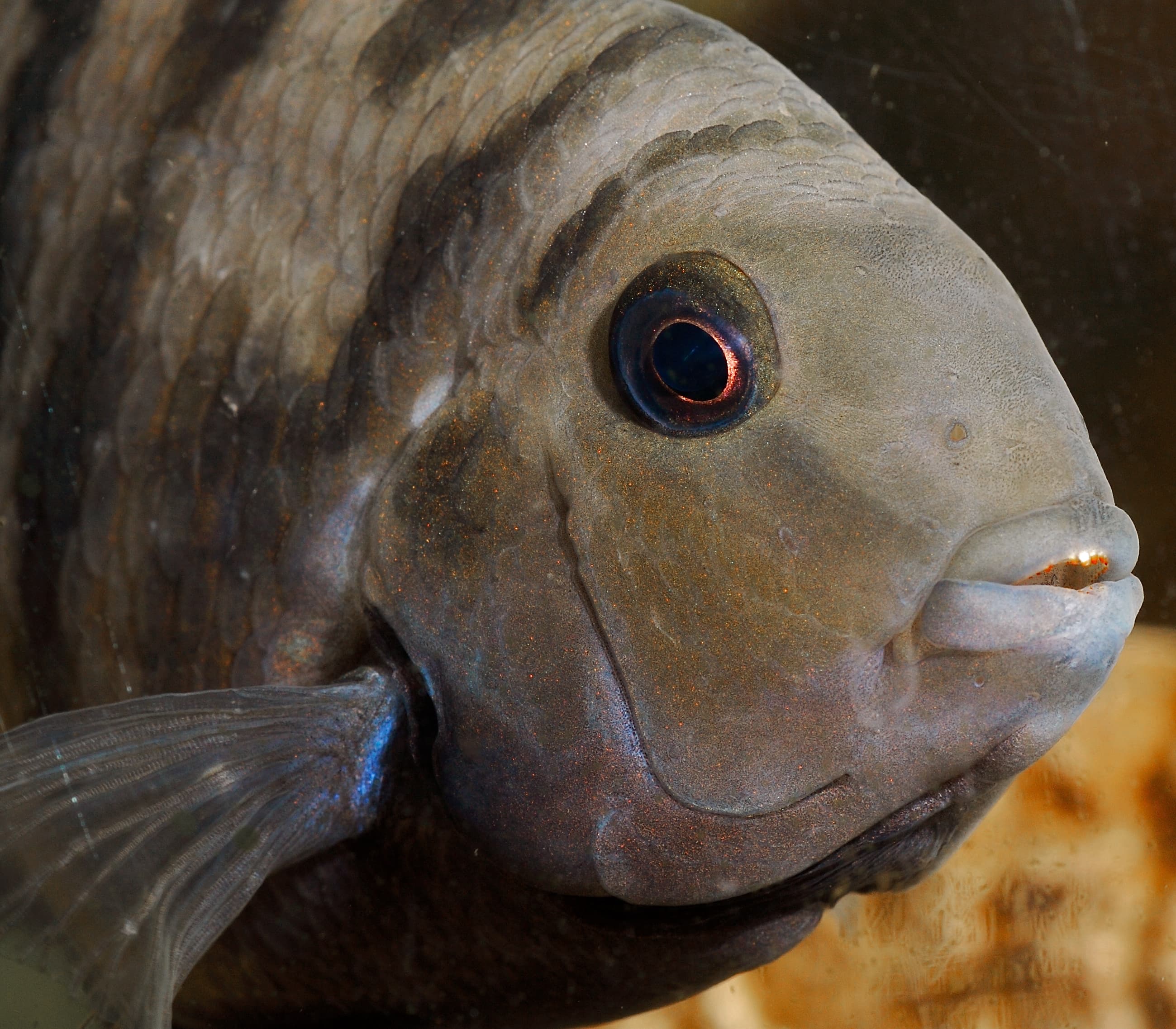 Convict Cichlid
