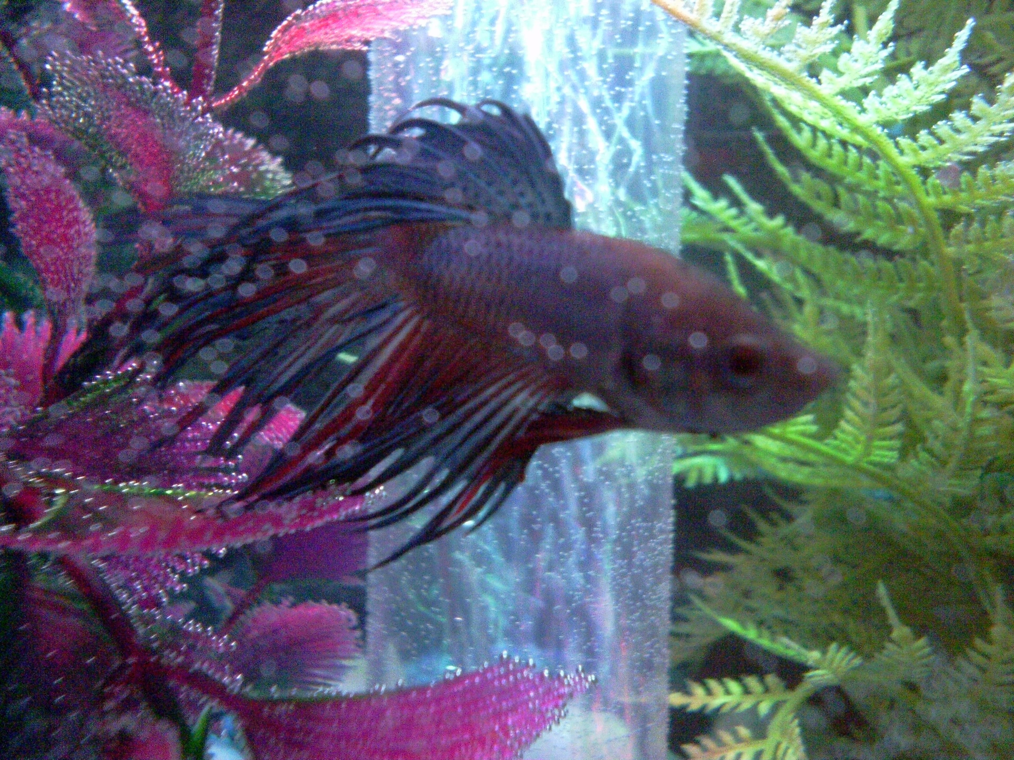 Betta Fish