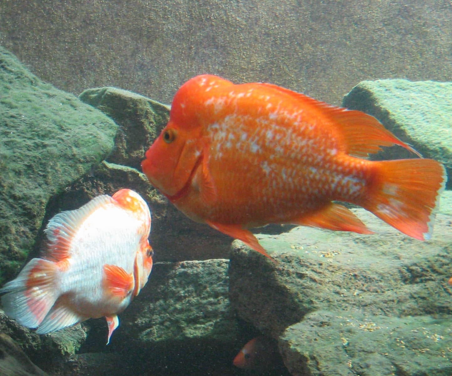 Midas Cichlid